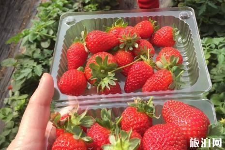南京哪里可以摘草莓