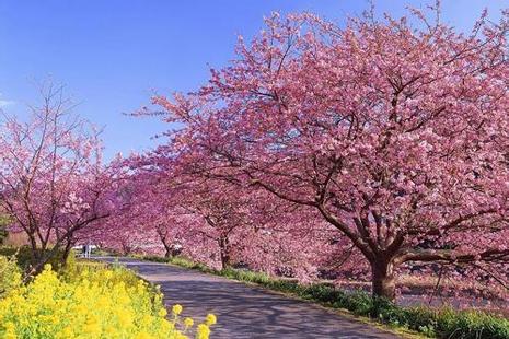 2019鼋头渚风景区门票+优惠政策+花期 金匮公园樱花节交通管制