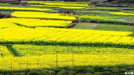 2019婺源花期+路线推荐+景点信息