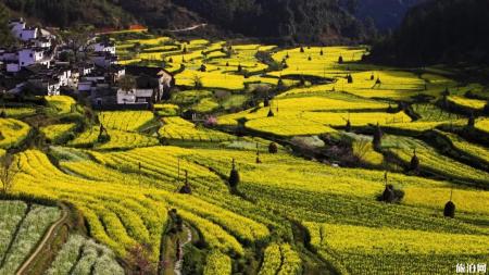 2019婺源花期+路线推荐+景点信息