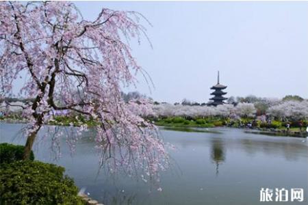 2019东湖樱花半马物品领取指南