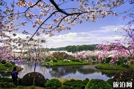 2019东湖樱花半马物品领取指南