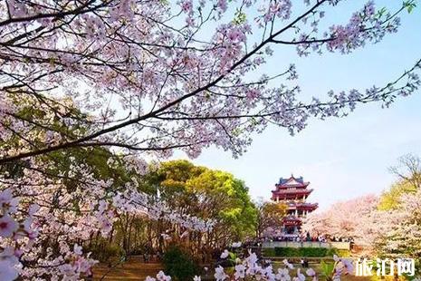 2019无锡鼋头渚樱花攻略