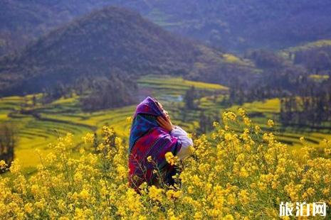 2019年中国油菜花节时间表