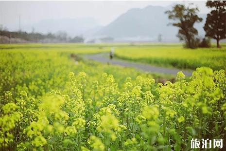 2019仙居第十二届浙江油菜花节3月20日开启