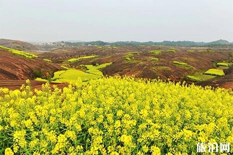 2019安仁趕分社暨第十一屆油菜花節3月11日開啟