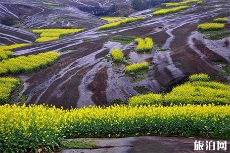 2019安仁赶分社暨第十一届油菜花节3月11日开启