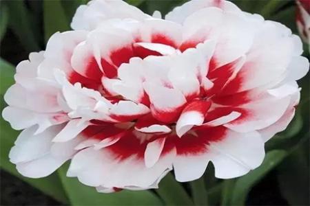 2019洛阳牡丹文化节4月5日开幕 活动准备