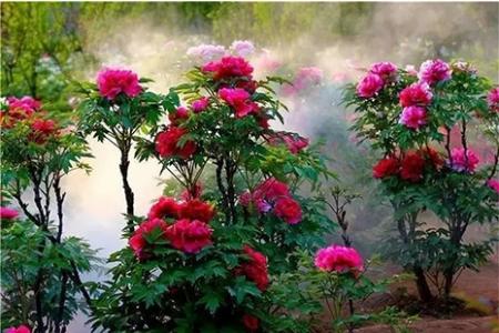 2019洛阳牡丹文化节4月5日开幕 活动准备