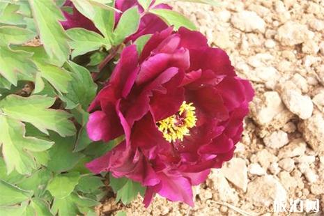 2019洛阳牡丹近期长势 花期预计