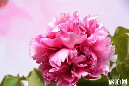 2019洛阳牡丹花会 时间+门票+花期+最佳观赏地点