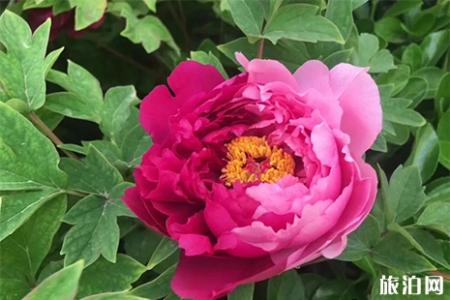 2019洛阳牡丹花会 时间+门票+花期+最佳观赏地点