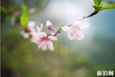 宁波哪里看桃花