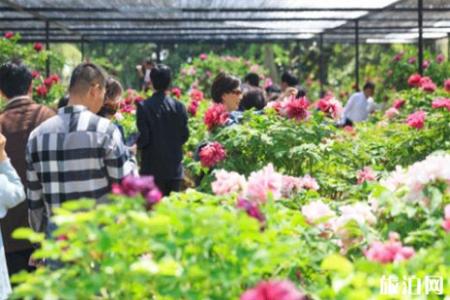 2019尚湖牡丹节什么时候+门票+地点+交通+活动攻略
