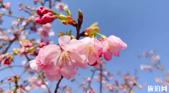 玉淵潭櫻花節2019時間+花期+推薦路線