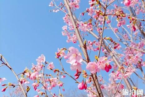 玉淵潭櫻花節2019時間+花期+推薦路線