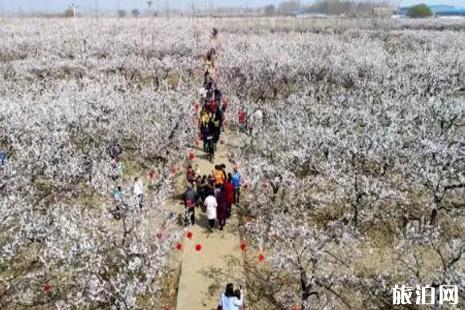 2019巨鹿杏花节是几月几号+在哪个村 2019巨鹿杏花节活动攻略