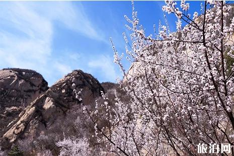 2019北京鳳凰嶺山桃花觀賞指南 附游玩線路