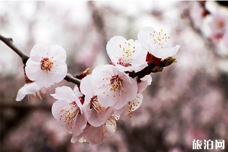 2019北京鳳凰嶺山桃花觀賞指南 附游玩線路