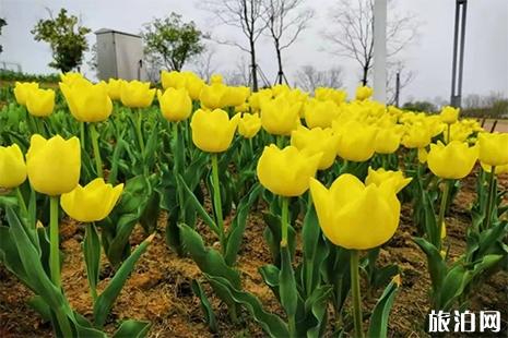 黄石园博园郁金香花开了吗