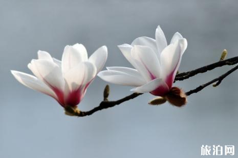 2019青岛玉兰花花期+最佳观赏期+观赏地点