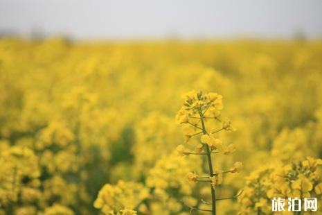 常陰沙油菜花節2019活動攻略