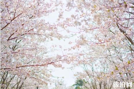 2019阳澄湖半岛樱花节门票+时间+地点+交通+介绍