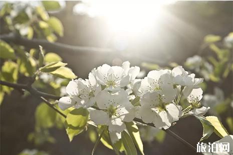 2019碭山梨花節3月15日開啟 附活動時間安排