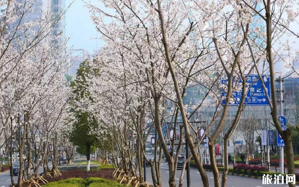 上海哪里的樱花树大 上海哪里可以看樱花