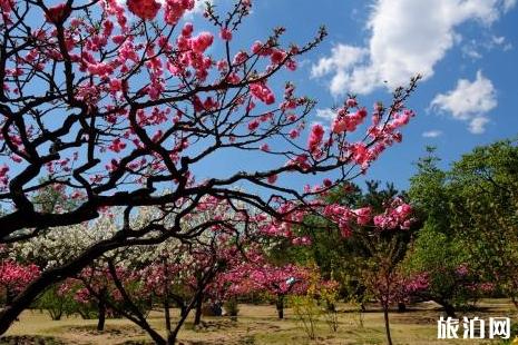 北京2019桃花节门票+交通 北京农业嘉年华时间