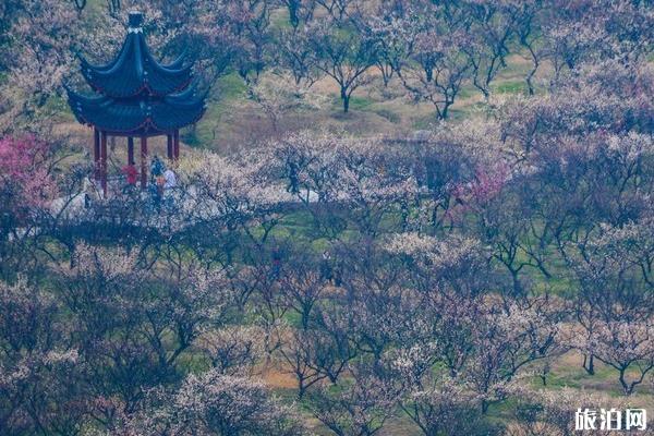 蘇州有哪些賞花的地方