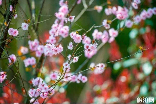 南京櫻花什么時候開花(花期+地點+交通指南+門票)