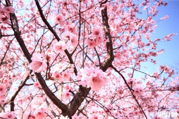 南京櫻花什么時候開花(花期+地點+交通指南+門票)