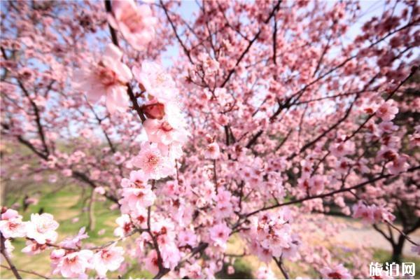 南京櫻花什么時候開花(花期+地點+交通指南+門票)