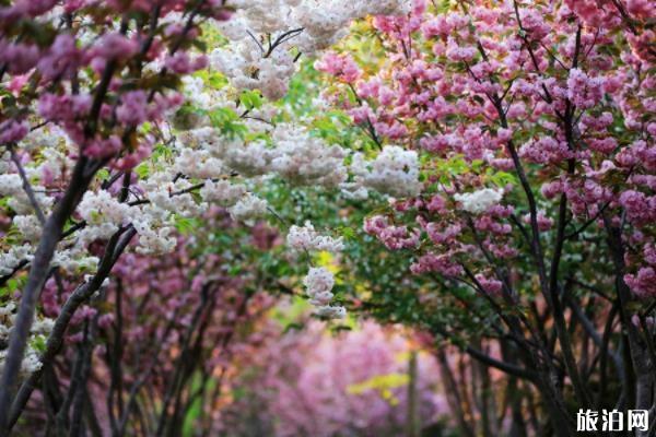 南京樱花什么时候开花(花期+地点+交通指南+门票)