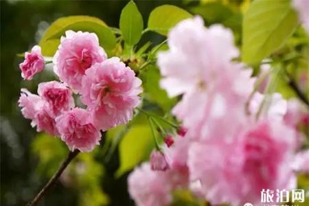2019赣县樱花节周边有什么好玩的