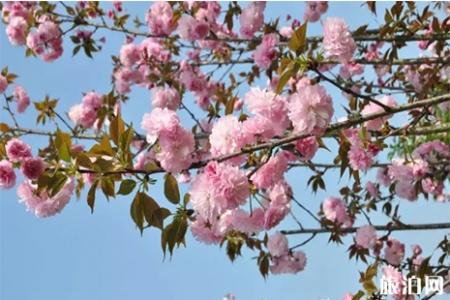 2019赣县樱花节周边有什么好玩的