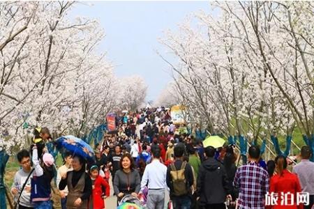 2019句容樱花节3月30日开启 附赏花攻略