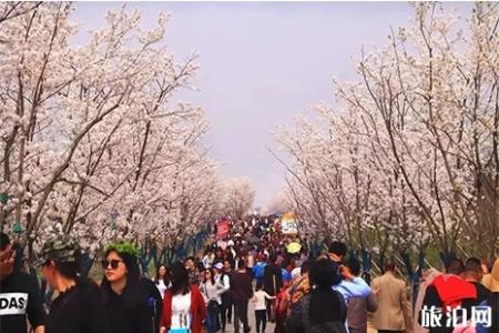 2019句容樱花节3月30日开启 附赏花攻略