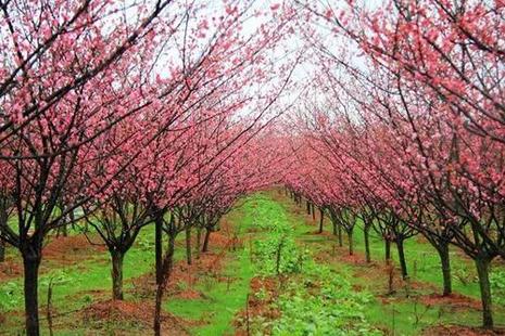 南昌凤凰沟樱花开时间 2019南昌凤凰沟樱花节地址+时间