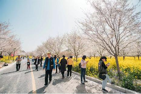 2019荥阳古柏渡樱花节 附赏花攻略
