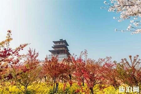 2019荥阳古柏渡黄河樱花节 门票+赏樱攻略