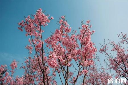 2019荥阳古柏渡黄河樱花节 门票+赏樱攻略