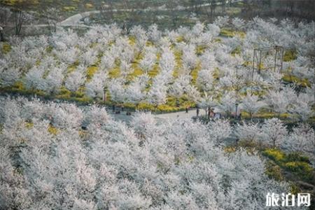 2019荥阳古柏渡黄河樱花节 门票+赏樱攻略