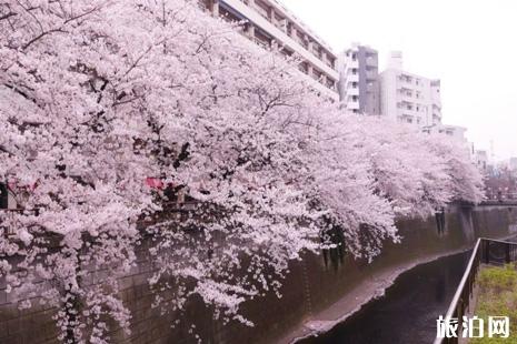 2019武汉大学校友预约樱花攻略