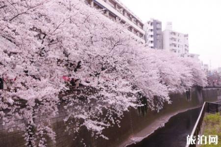 2022武汉大学校友预约樱花攻略