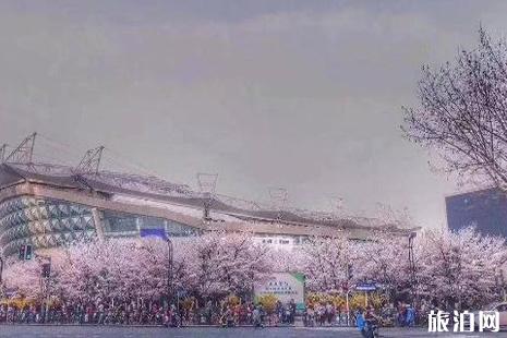 2022上海赏樱花的地方整理