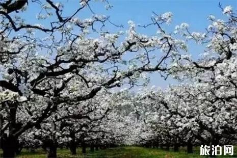 抚州赏花好去处 附抚州赏花地图