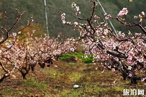 2019无锡阳山桃花节 附活动时间安排