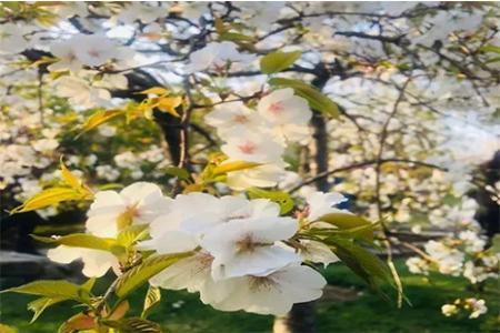 2019金匮公园樱花开了吗 攻略+交通指南